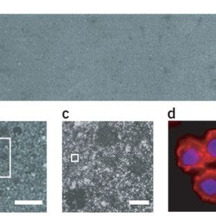 An example of a high-density, high-content RNAi cell-microarray screen ... 