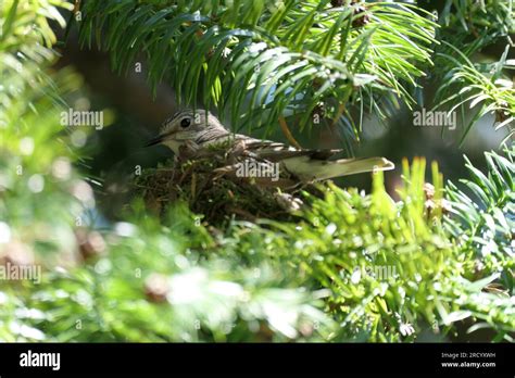 Flycatcher Eggs Hi Res Stock Photography And Images Alamy