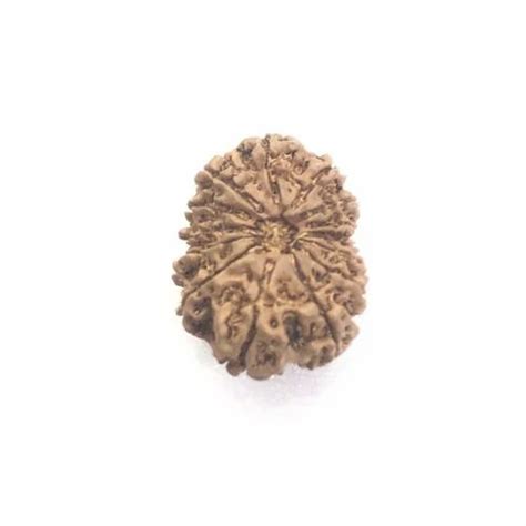 Oval 14 Mukhi Rudraksha Nepal Packaging Type Box Size 28 27 At