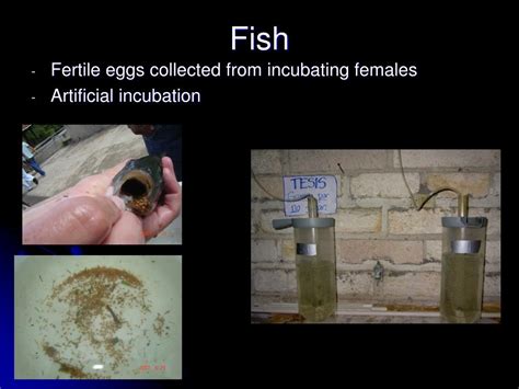 PPT Use Of Fresh Bull And Hog Testis In Sex Reversal Of Nile Tilapia