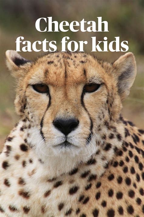 Cheetah Facts For Kids Artofit