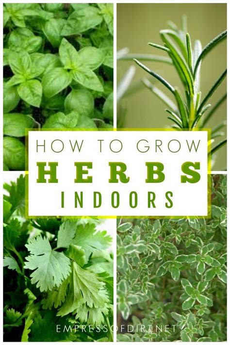 How To Grow Herbs Indoors Empress Of Dirt