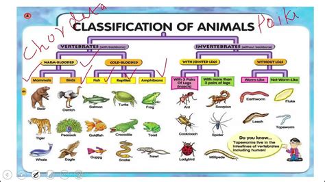 Phylogenic Tree Evolutionary Tree Kingdom Animalia Evolutionary