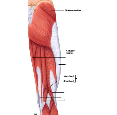 Upper Thigh Anatomy Femur Shaft Fractures Broken Thighbone Orthoinfo Aaos Maybe You Would