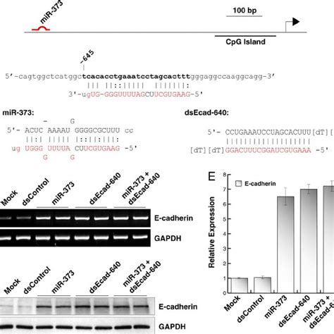 Mir 373 Induces The Expression Of Csdc2 A Sequence Of The Mir 373 Download Scientific