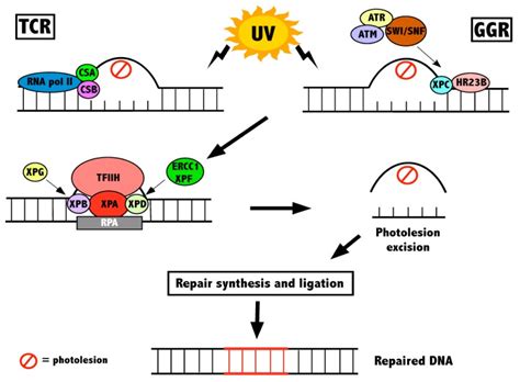 Ijms Free Full Text Chromatin Structure Following Uv Induced Dna