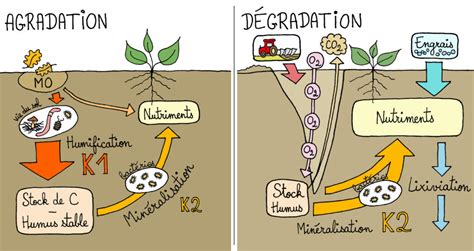 Cycle de la matière organique dégradation et agradation du sol Le