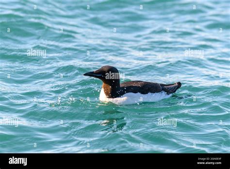 Guillemot - arctic bird at natural habitat in Franz Jozef Land ...