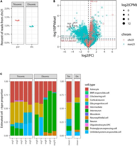 Frontiers Large Scale Organoid Study Suggests Effects Of Trisomy