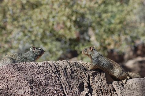 Rock Squirrel - Spermophilus variegatus - NatureWorks