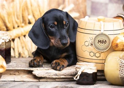 Dachshund Growth And Weight Chart Standard And Mini The Complete Guide K9 Web