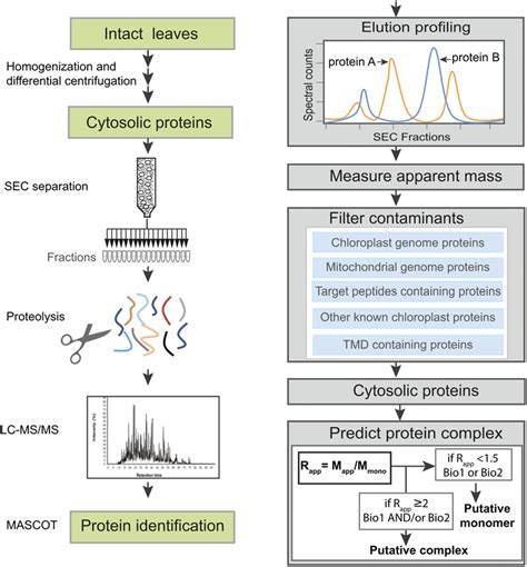 Schematic Overview Of The Experimental Workflow Download Scientific Diagram