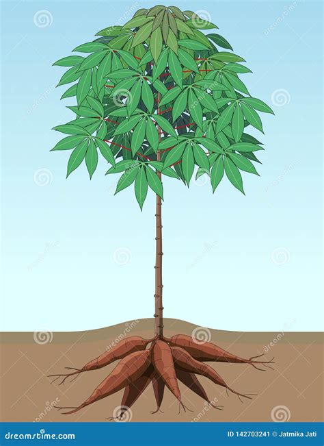 Cassava Plants Stock Vector Illustration Of Land Cassava 142703241