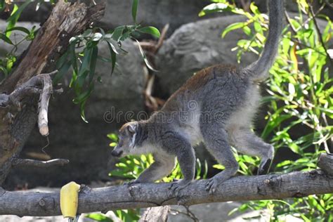 Lemur Lemures or Ghost Spirit 7 Stock Image - Image of seasons, primates: 254657573