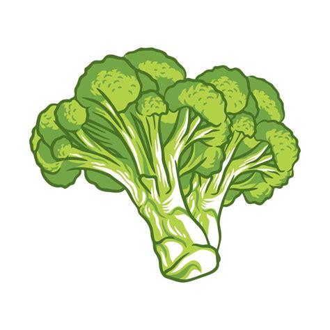 broccoli vegetable fresh farm healthy food illustration 6051124 Vector ...