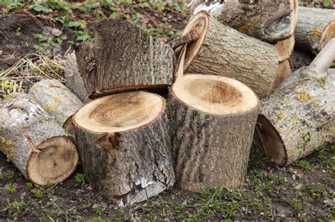 Pile Of Round Logs And Stumps From A Sawn Walnut Tree Stock Image