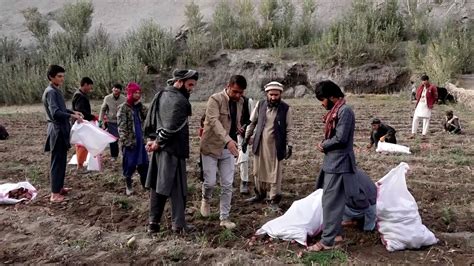 Potato harvest in Ghandak District Bamyan Province حاصلات کجالو در