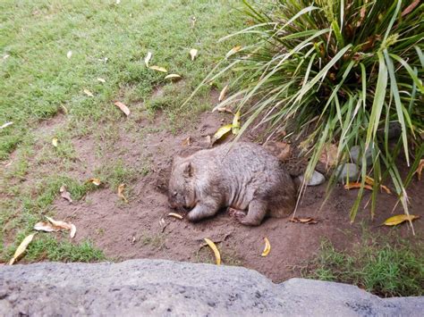 Sleeping wombat stock photo. Image of australian, haired - 270688394