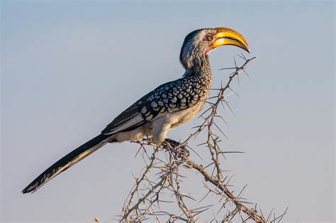 Southern Yellow Billed Hornbill Photograph By Marco Bottigelli Fine