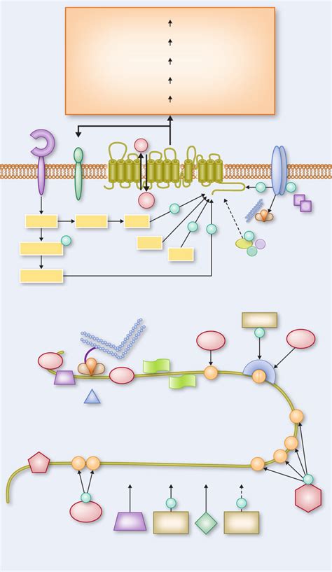 Schematic Diagram Summarizing Nhe1 Regulation By Proteins Cofactors Download Scientific