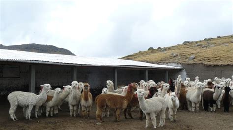 Midagri Agro Rural Implement Cobertizos En Ancash Con Una Inversi N