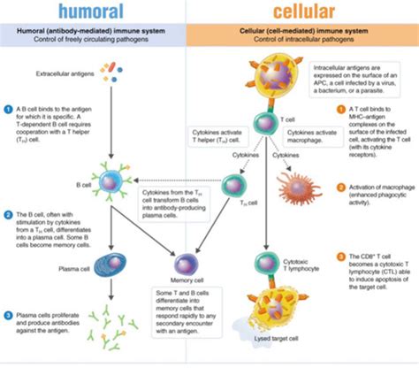 Microbiology Unit 4 Flashcards Quizlet