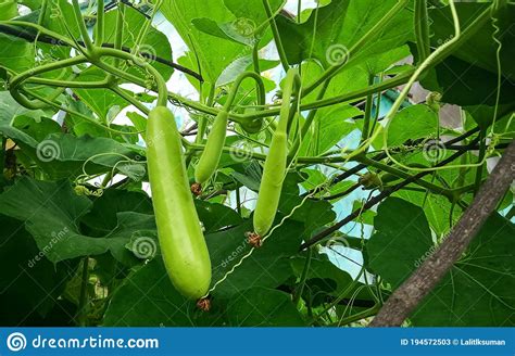 Natural View of a Bottle Gourd Vegetable Stock Image - Image of time ...