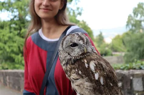 Vogelbeobachtung Einstieg Tipps F R Anf Nger