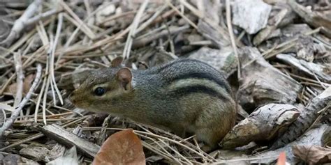 What Can You Put Down Chipmunk Holes and Tunnels?