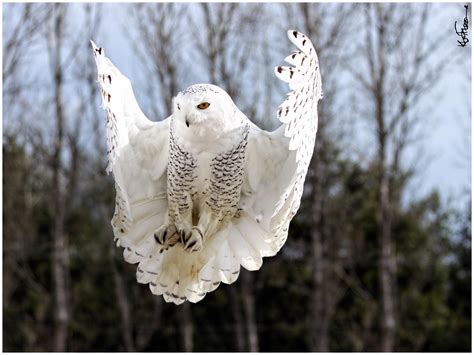 Snowy Owl landing. : r/Owls