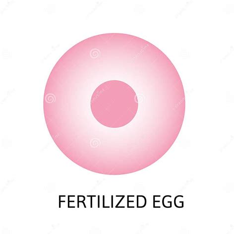 Human Embryonic Development Or Human Embryogenesis From Zygota To