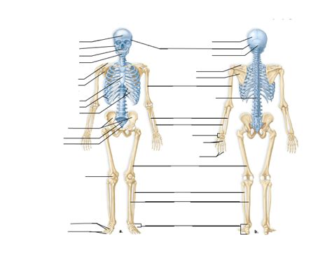 The 206 Bones of the Skeleton Quiz