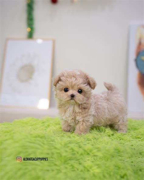 Nico [TEACUP MALTIPOO] – Aloha Teacup Puppies inc