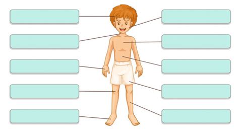 Print Map Quiz PARTES DEL CUERPO HUMANO biología 3º Educación