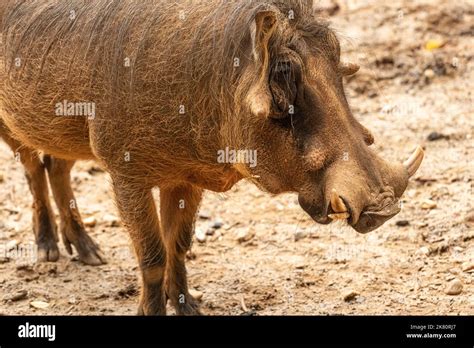 Zoo Atlanta Common Warthog Hi Res Stock Photography And Images Alamy