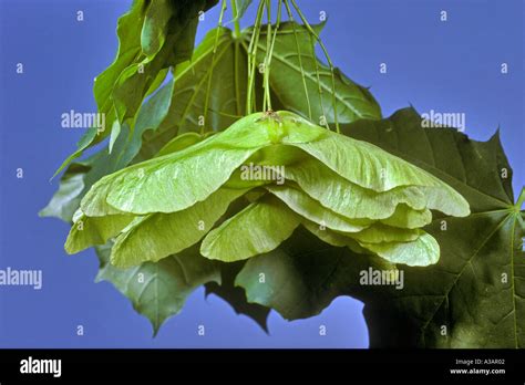 Winged Norway Maple Seeds, Acer platanoides Stock Photo - Alamy