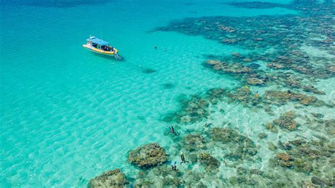 Great Barrier Reef Snorkelling Safari Morning Cape Tribulation Adrenaline