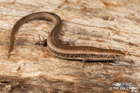 Tetradactylus Seps Short Legged Seps