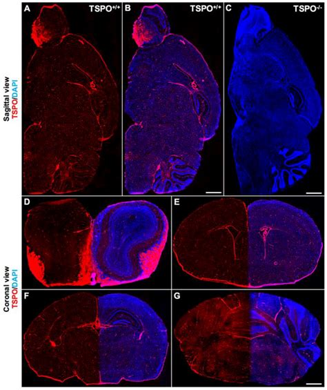 Ijms Free Full Text Cellular Sources And Regional Variations In The