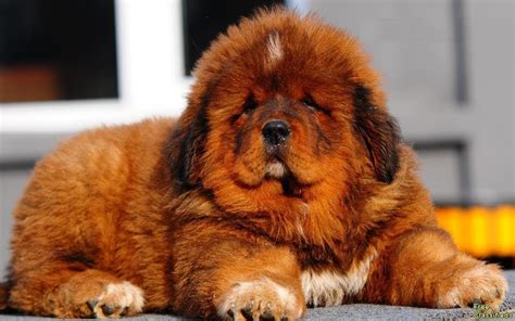 TIBETAN MASTIFF | DOGS FOR EVERYONE