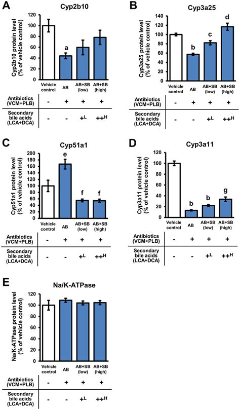 The Protein Expression Levels Of Cyp Enzymes In The Liver The Protein