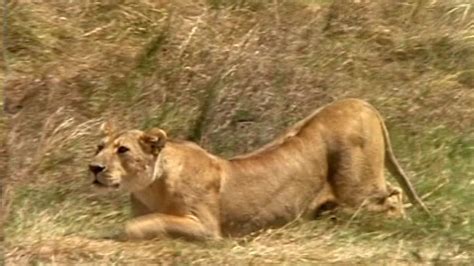 Cbbc Roar Clips Feeding Time Lions