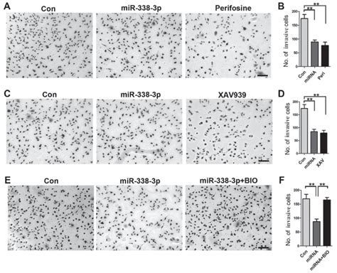 Akt And β Catenin Signaling Pathways Serve Crucial Roles In