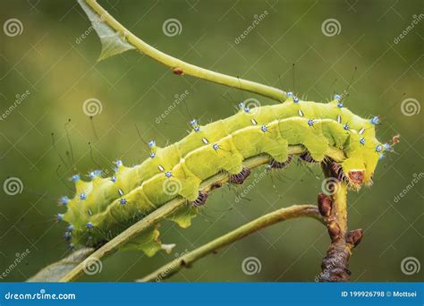 Caterpillar Of Giant Peacock Moth Saturnia Pyri Royalty Free Stock