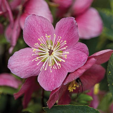 Helleborus Sifra Buy Hellebores At Coolplants