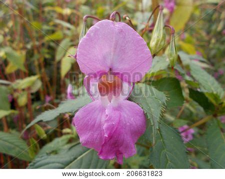 Himalayan Balsam Image & Photo (Free Trial) | Bigstock