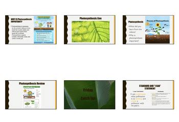 Science Biology by Mrs Lowrey's Learners | TPT 