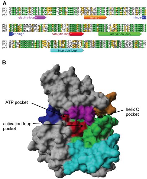 Structure Of The Jak Kinase Domain With Its Conserved Elements A