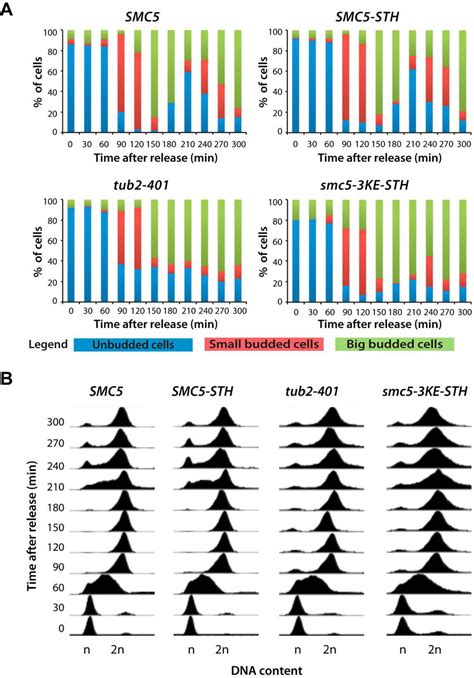 Structural Maintenance Of Chromosome Smc Proteins Link Microtubule