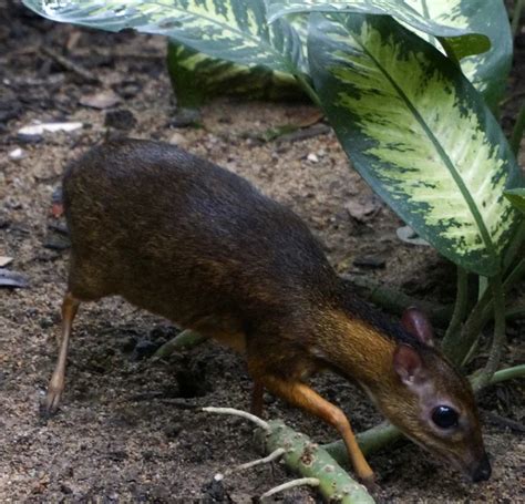 Chevrotain Size